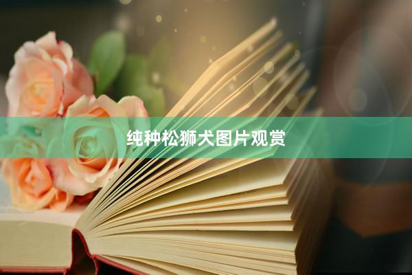纯种松狮犬图片观赏