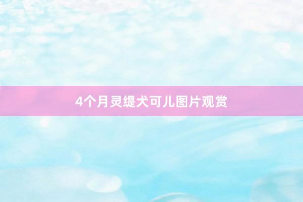 4个月灵缇犬可儿图片观赏